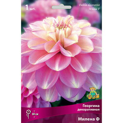 ������ ������ �������� ������������ ������ �   ����