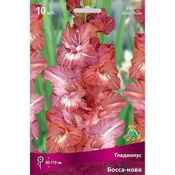 ������ ������ ��������� ��������������� �����-���� (5 ��.)   ����