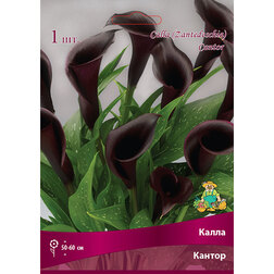 ������ ������ ����� ������   ����