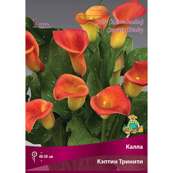 ������ ������ ����� ������ �������   ����