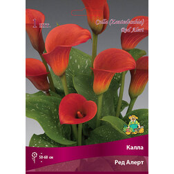 ������ ������ ����� ��� �����   ����