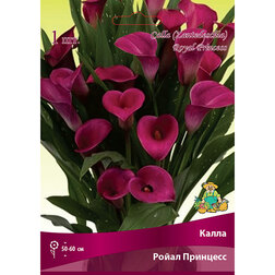 ������ ������ ����� ����� ��������   ����