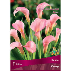 ������ ������ ����� �����   ����