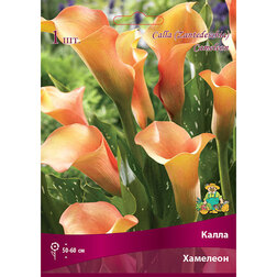 ������ ������ ����� ��������   ����