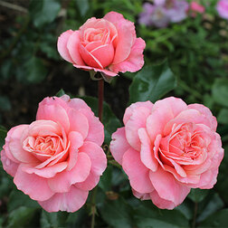 ������ ������ ���� ���������� ����������   ����