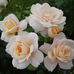 ������ ������ ���� ���������� ���� ����   ����