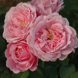 ������ ������ ���� �������� ����� ������   ����