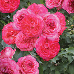 ������ ������ ���� ��������� �����-89   ����