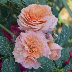 ������ ������ ���� ��������� �����   ����