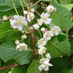 ������ ������ ��������� ������ ��������� (�������, ���������)   ����