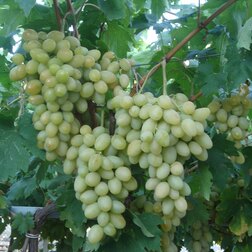 ������ ������ �������� �������� ���������   ����