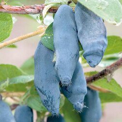 ������ ������ ��������� ��������� ������������   ����