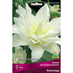 ������ ������ ����� ��������� ��������   ����