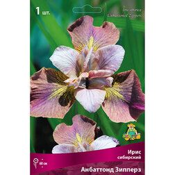 ������ ������ ���� ��������� ��������� �������   ����