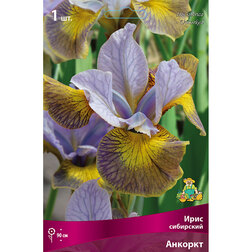 ������ ������ ���� ��������� �������   ����