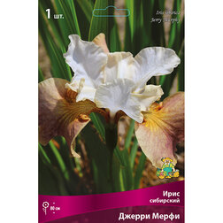 ������ ������ ���� ��������� ������ �����   ����