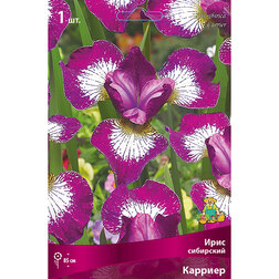 ������ ������ ���� ��������� �������   ����