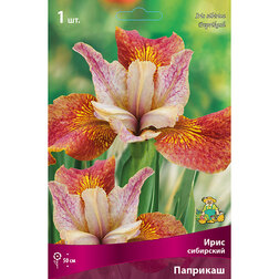 ������ ������ ���� ��������� ��������   ����