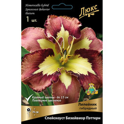 ������ ������ �������� ��������� ���������� ��������� �������*   ����