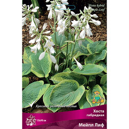 ������ ������ ����� ��������� ����� ���   ����