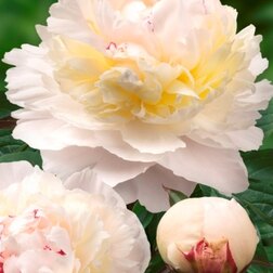 ������ ������ ���� ����������� �������   ����