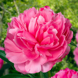 ������ ������ ���� ����������� ������ *   ����