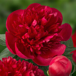 ������ ������ ���� ����������� ����� ����� *   ����