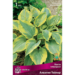 ������ ������ ����� ��������� ������� ������   ����