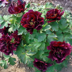 ������ ������ ���� ����������� ���� ����   ����