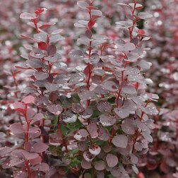 ������ ������ �������� �������� ������ �������   ����