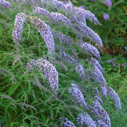 ������ ������ ������� ������ �������� ����   ����