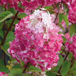 ������ ������ ��������� ����������� ��������� �����   ����