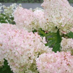 ������ ������ ������� ��������� ������� ������ (�����������)   ����