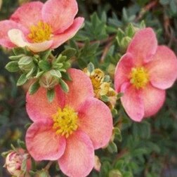 ������ ������ ������� ������������� �������� ������ ø�   ����