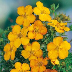 ������ ������ ������� ������������� �������� �����   ����