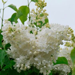 ������ ������ ������ ������������ ������ �������   ����