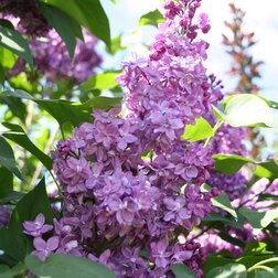 ������ ������ ������ ������������ ������ ����   ����