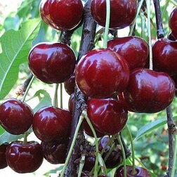 ������ ������ ����� �������   ����