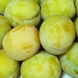 ������ ������ ����� ����   ����