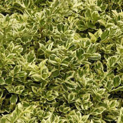 ������ ������ ��������� �������� ���������������   ����