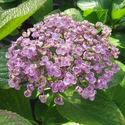 ������ ������ ��������� �������������� ���� (Hydrangea macrophylla)   ����