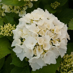 ������ ������ ��������� �������������� �������   ����