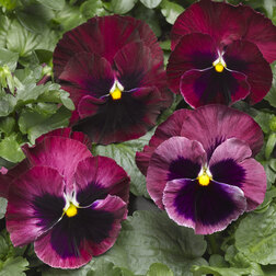 ������ ������ ����� ��������������� �������� ���� ��� ����� (1��-100��) ���������������� ������   ����