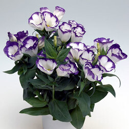 ������ ������ ������� ������ ��� ��� (1��-100�����) ���������������� ������   ����