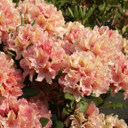 ������ ������ ����������� ��������� ��������   ����