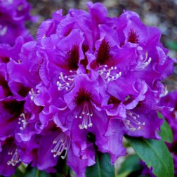 ������ ������ ����������� ��������� ��������   ����