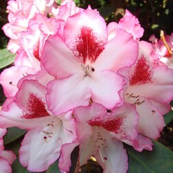 ������ ������ ����������� ��������� ������� �������   ����