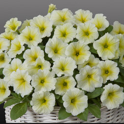 ������ ������ ������� ����������� �������� ���� ����� (��-250�����) ���������������� ������   ����