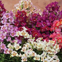 ������ ������ ������� ��� ��������� ������� ���� (1��-1000��) ���������������� ������   ����