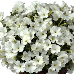 ������ ������ ������� ��������� ���� �������� ���� (��-100�����) ���������������� ������   ����